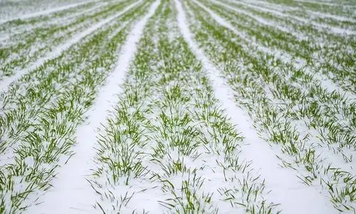 小麦什么时候容易发生冻害？一文说透！