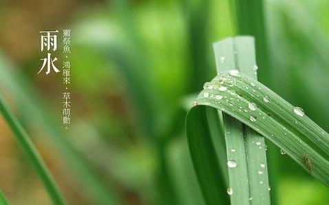 雨水丨好雨知时节，当春乃发生
